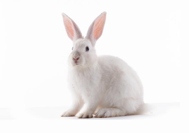 A white rabbit against a plain white background. Image by cameilia via Shutterstock.